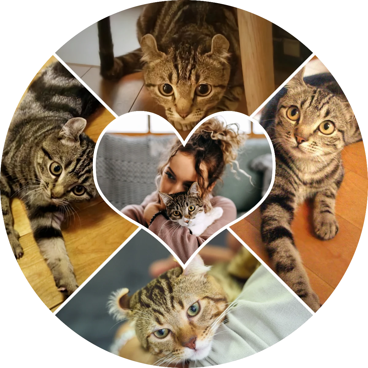 Mosaico Corazón Gatuno